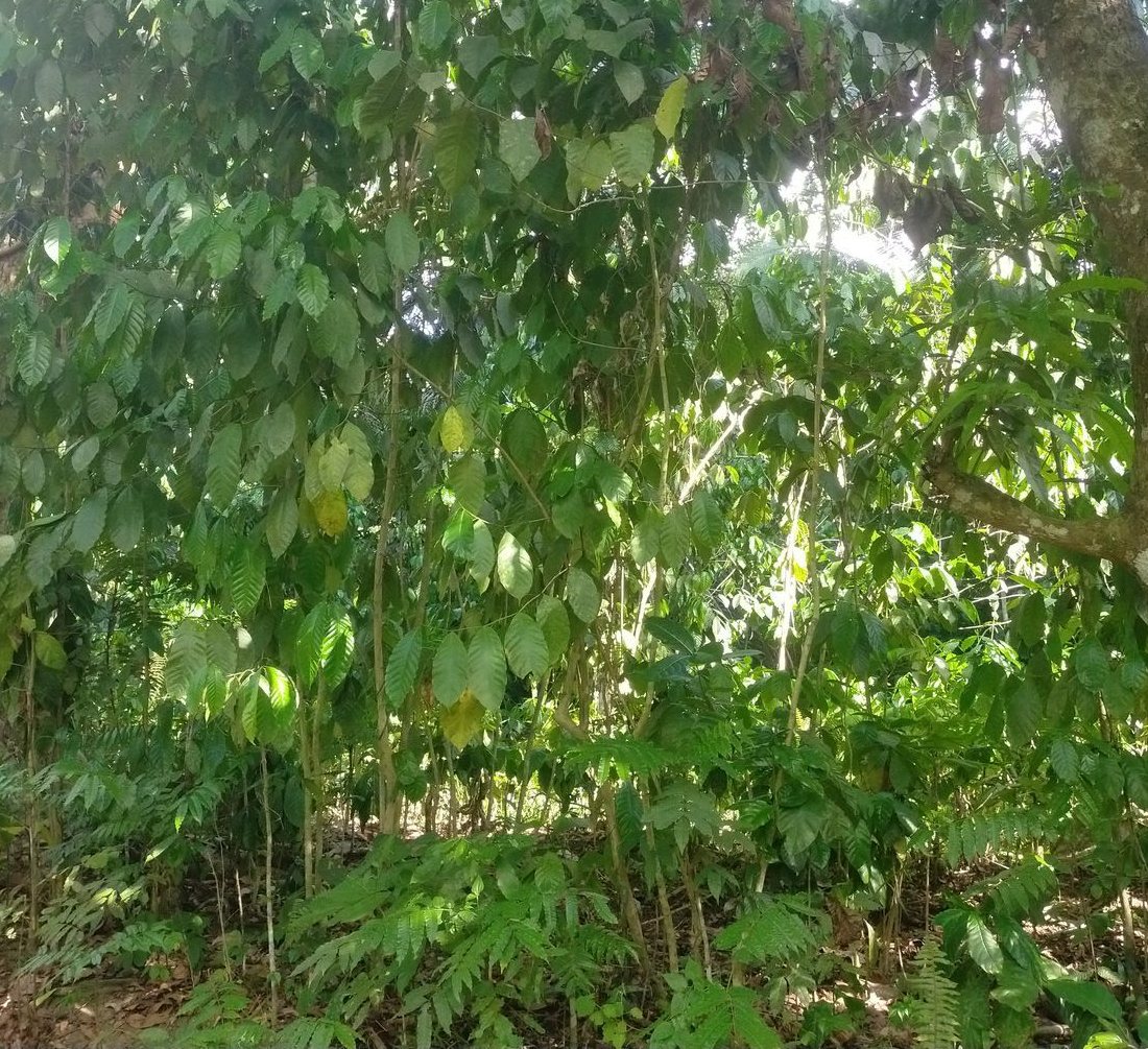 Coffee growing under tall shade trees in an agroforestry system