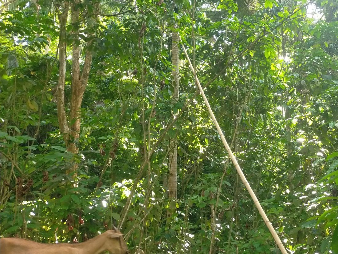 Red coffee cherries ripening under shade canopy in Bongabong